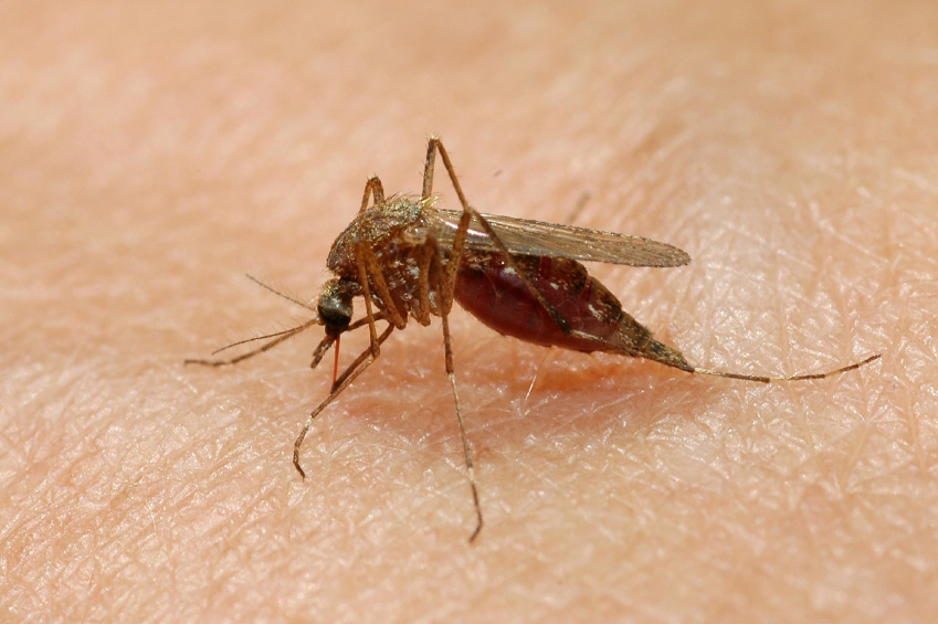 Mosquito Minnesota Pest