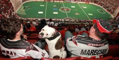 Fans with Dog in stands