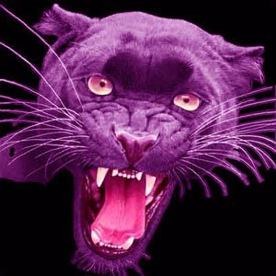 image gallery purple panther image gallery purple panther