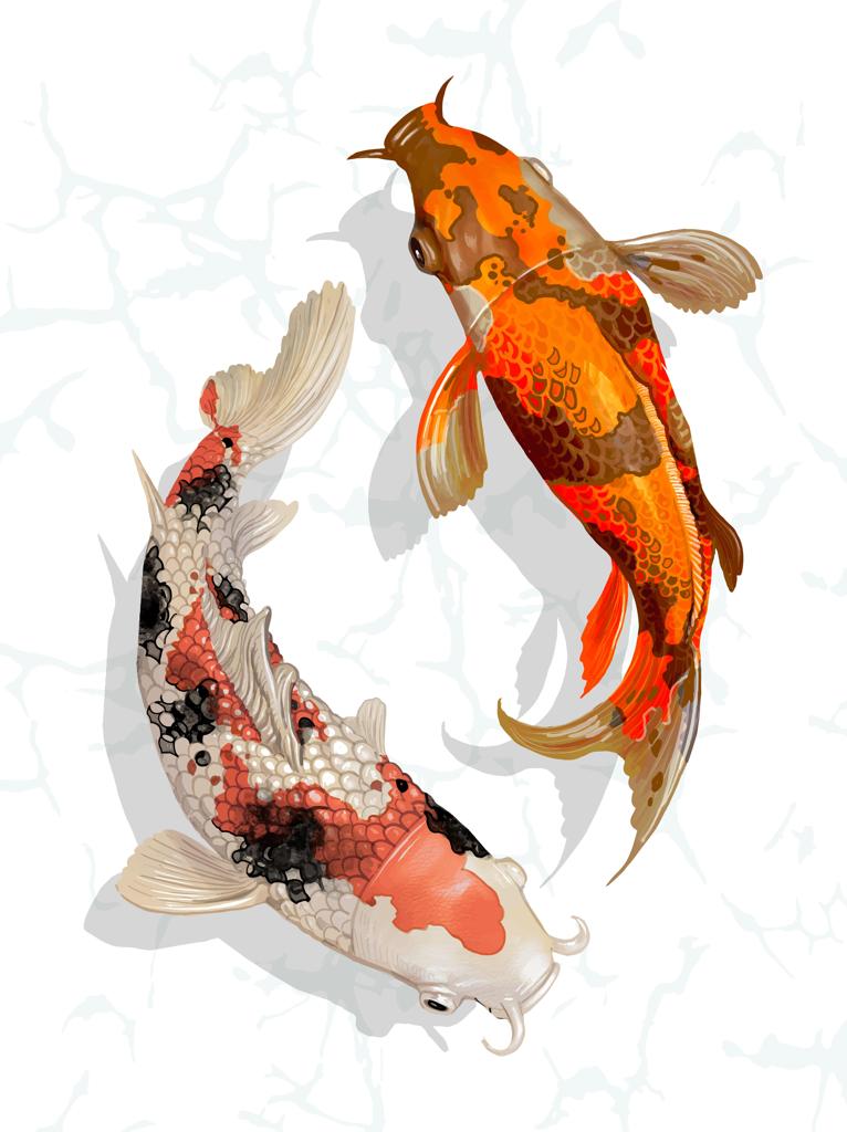 Image of two predominantly orange colored koi fish against a light blue background representing water
